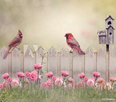 Picture of Northern Cardinal Male and Female